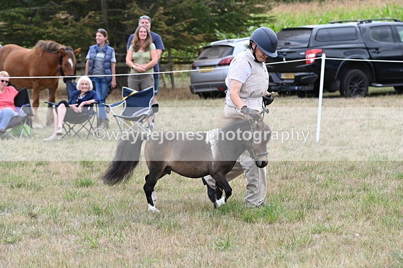 WJ6_5686 - Class 18 In-hand Coloured