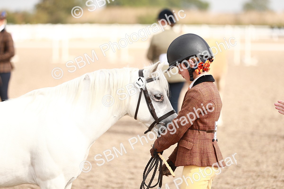 SBM_11823 - Class 206 IH Non Show Type Pony
