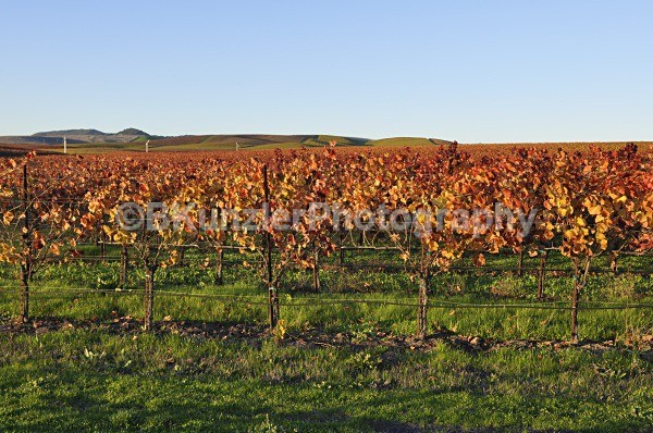 _DSC0071 - Ross/Lynn