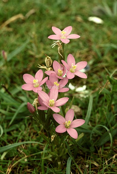 Seaside Centaury - Plants