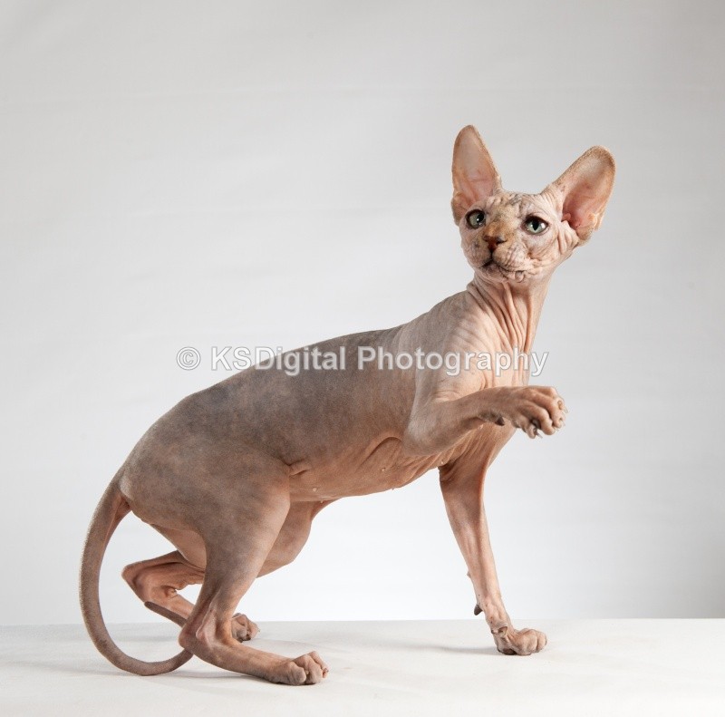  - Misfits Sphynx