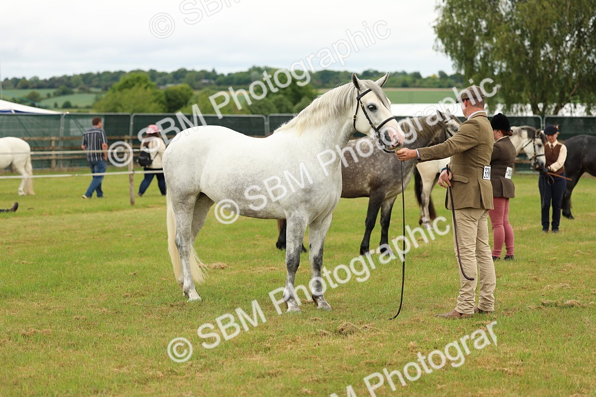 SBM_04082 - Class 64-67 - Shetland Pony In Hand