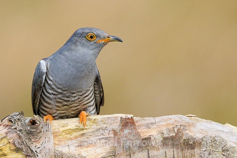 Cuckoo (male) on perch, Scotland - Cuckoo