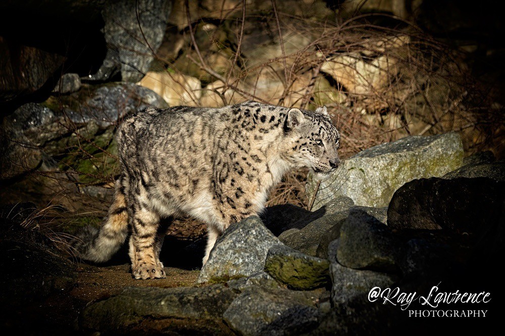 Snow Leopard - RLP_9329-192 - Vulnerable and Beyond