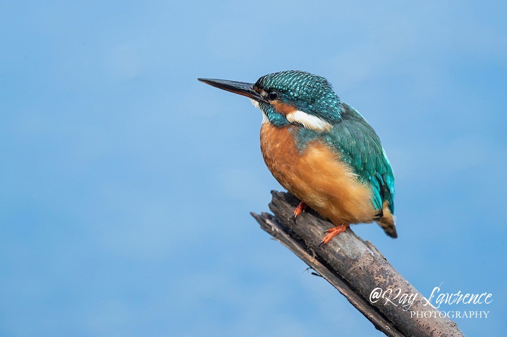 Kingfisher Alcedo Atthis080 - Kingfishers