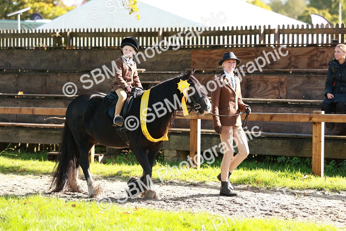 SBM_42089 - S32 - Mountain & Moorland Working Hunter Pony