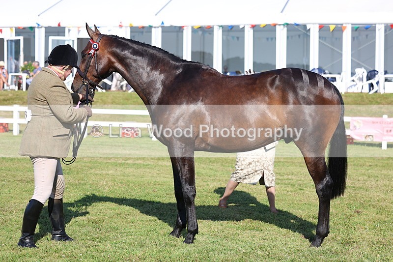 3E7A5633 - Class 2: Rising Star Large Hack/Riding Horse