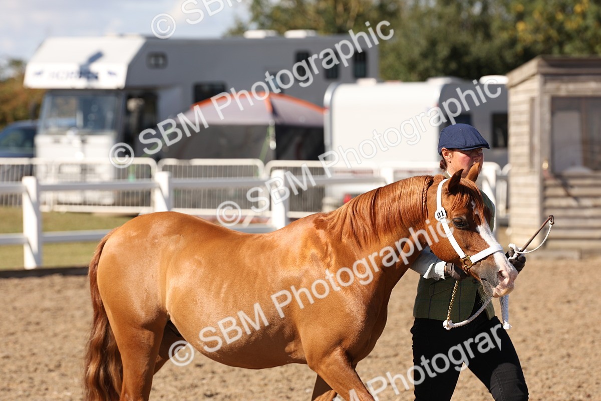 SBM_13862 - Class 205 - IH Show Pony - Show Hunter Pony