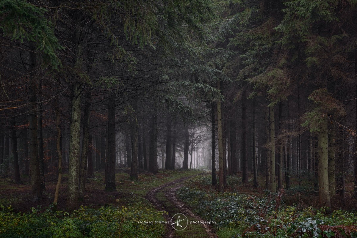 Cimmerian forest - Woodland