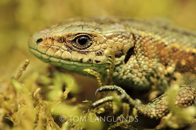 Common Lizard - Reptiles and Amphibians