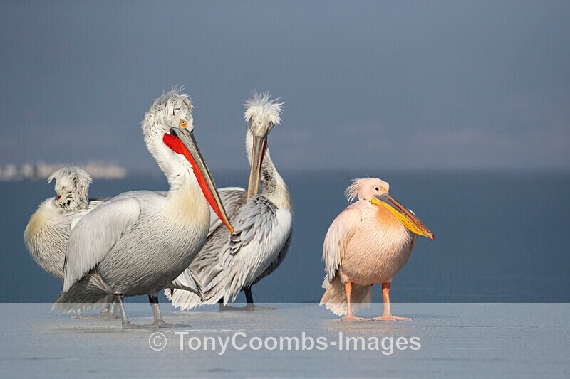 Dalmatian Pelican (L) White Pelican (R) - Lake Kerkini