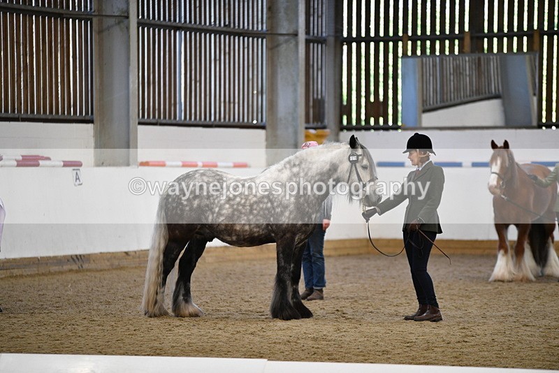 WJ5_5512 - Class 8 In hand cob