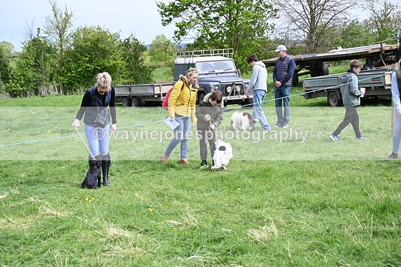 WJ6_8715 - Class 8 Best Working / Gun Dog or Bitch