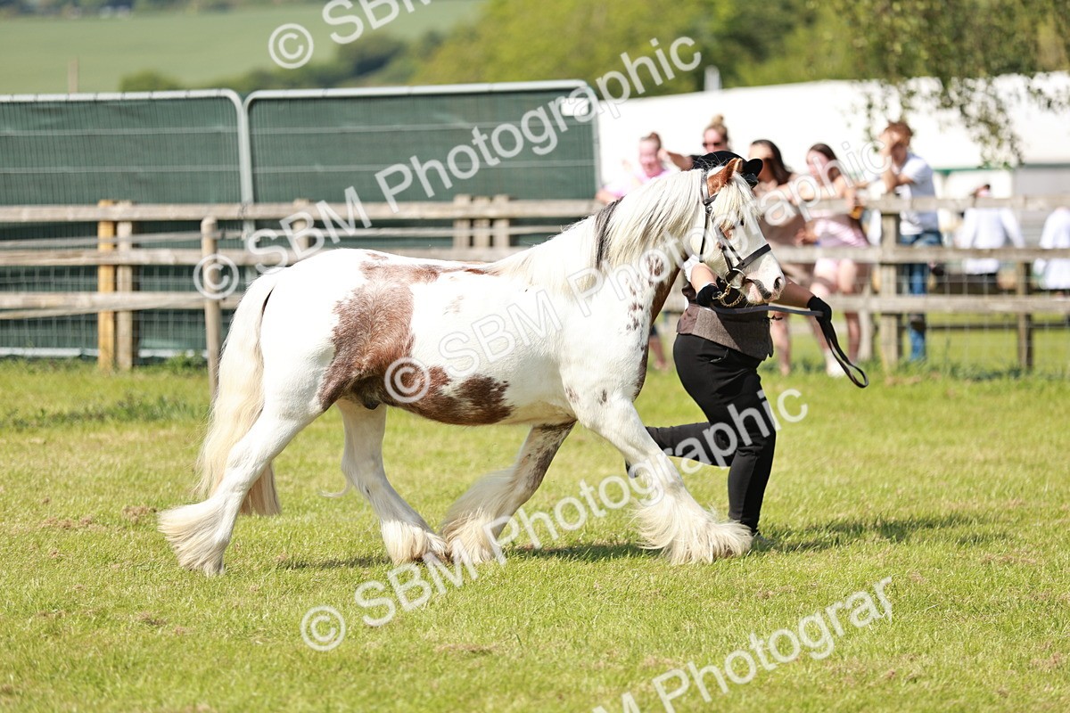 SBM_08567 - Class 63-65 - Traditional Gypsy Cobs In Hand & Ridden