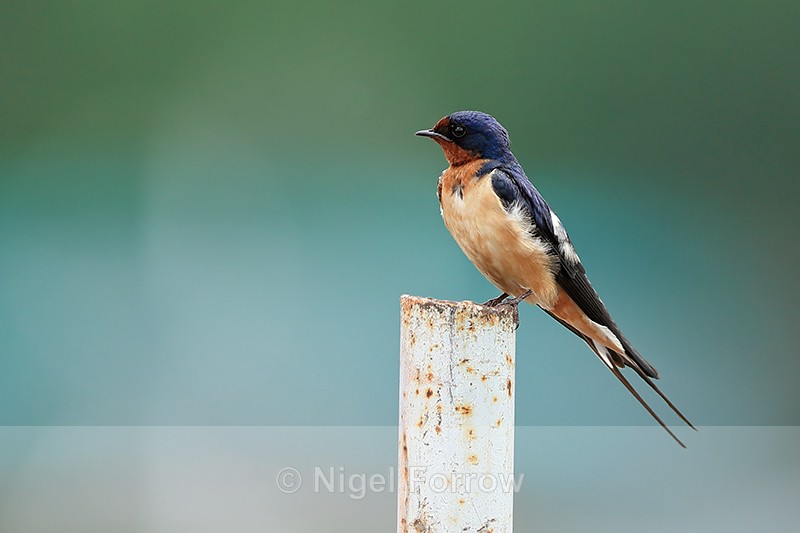 Barn Swallow (male) perched, Minnesota, USA - Barn Swallow