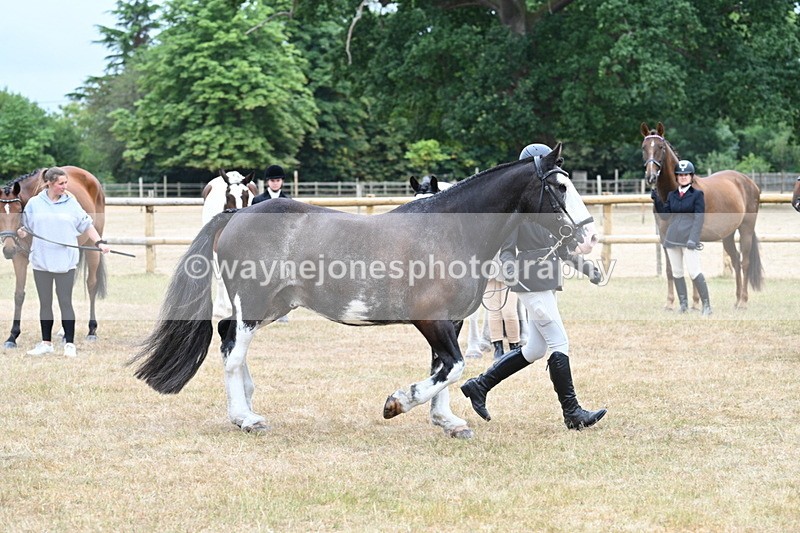 WJ7_9850 - Class 5a Most Handsome Gelding (above 14.2hh)