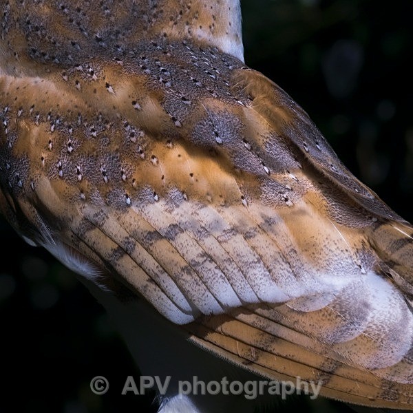 _DSC0897 - Birds of Prey Workshop