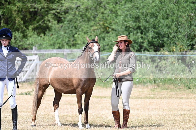 WJ7_1716 - Class 4 Prettiest Mare up to 14.2hh in hand