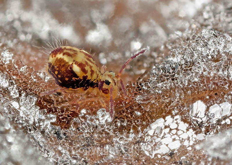 Dicyrtomina saundersi - Dicyrtomina saundersi