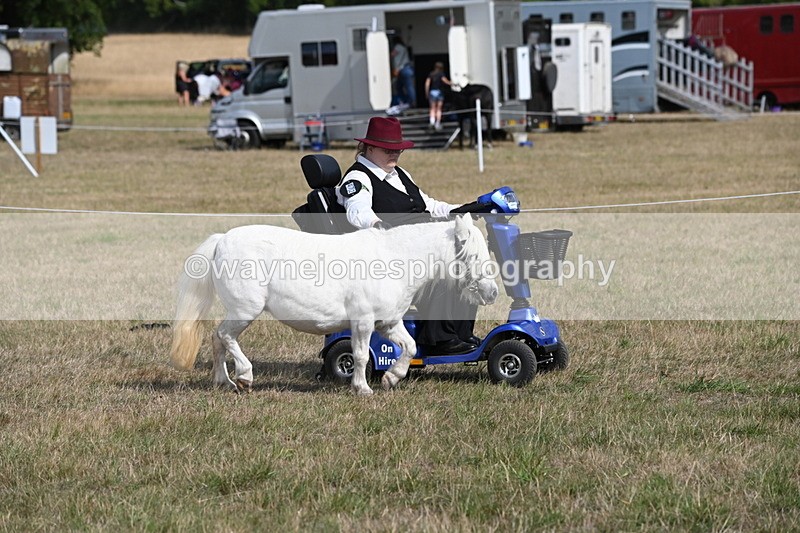 WJ6_6797 - Class 21 Shetland & Mini Horses
