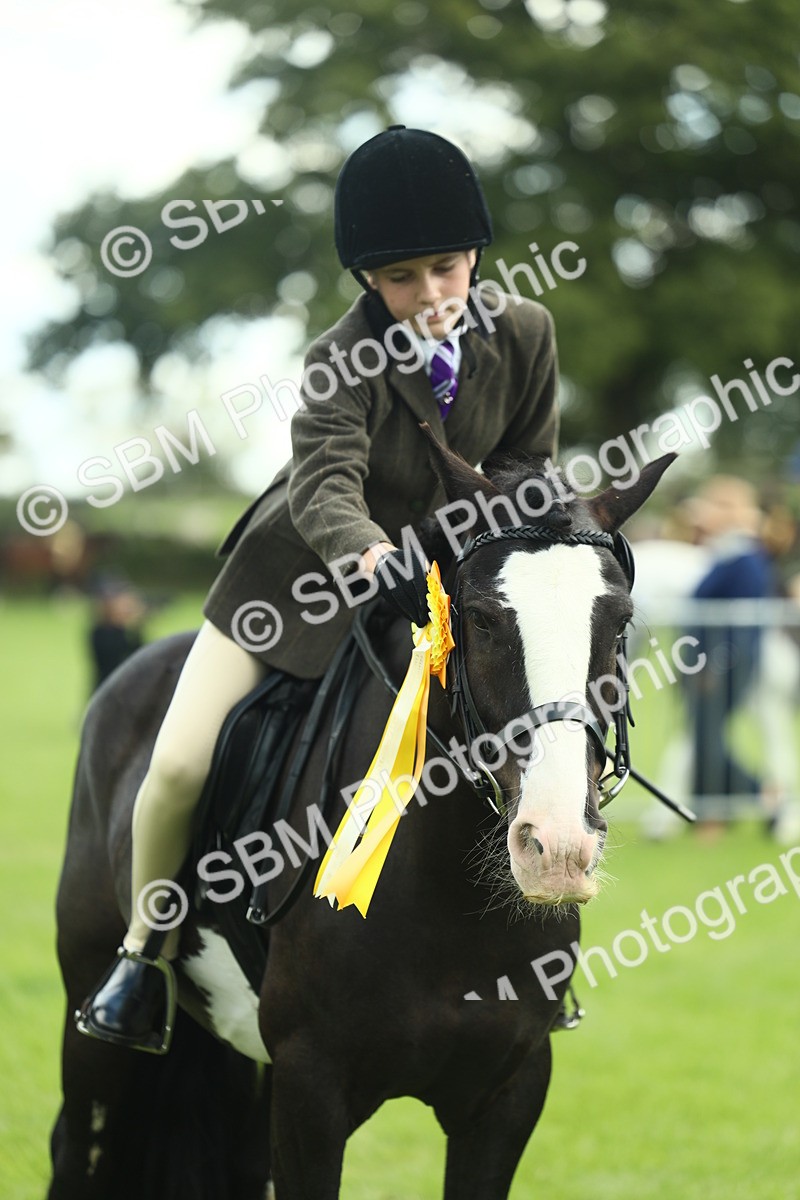 SBM_42203 - S29 - Novice & Newcomers Working Hunter Pony
