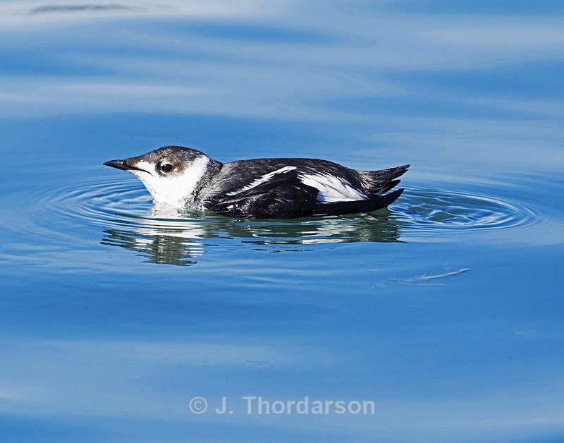  - Sea Birds
