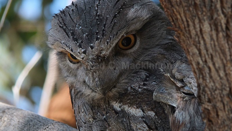 Mother and young Frogmouth - Other Shores