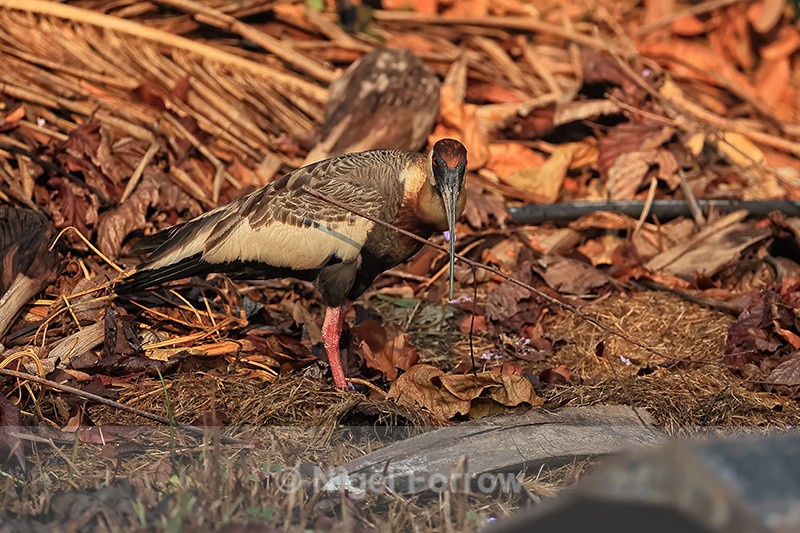 Buff-necked Ibis with nest material, Porto Jofre, Brazil - Buff-necked Ibis