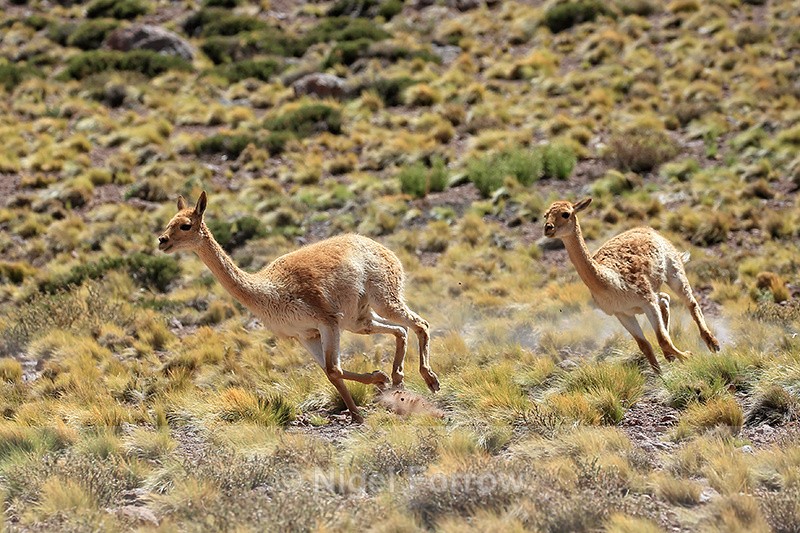 Vicunas running, near Salar de Talar, Atacama Desert, Chile - Vicuna