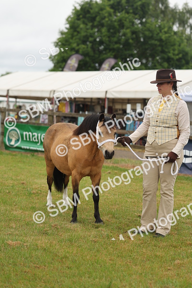 SBM_01552 - Class 50-57 - M&M Welsh Pony In Hand