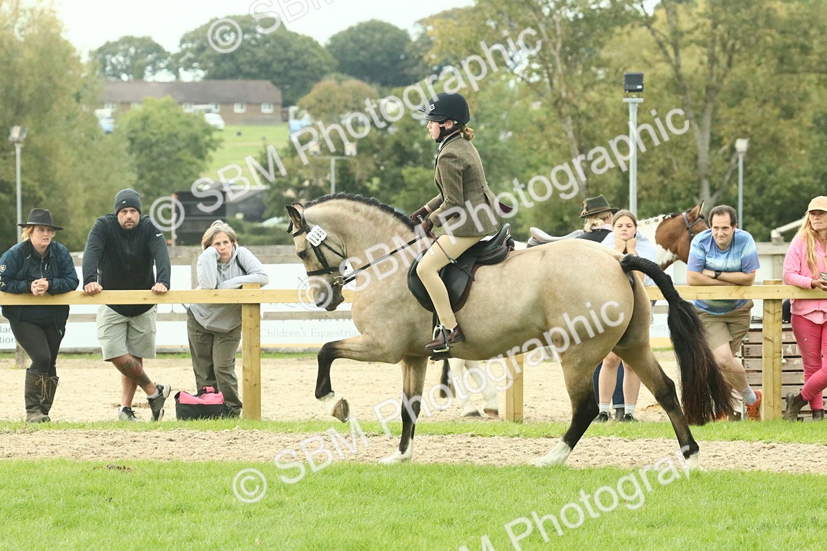SBM_74007 - S 61 - Show Pony & Show Hunter Pony Ridden