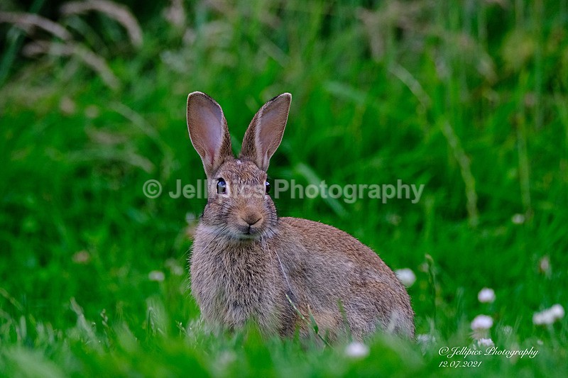  - Wildlife and Nature