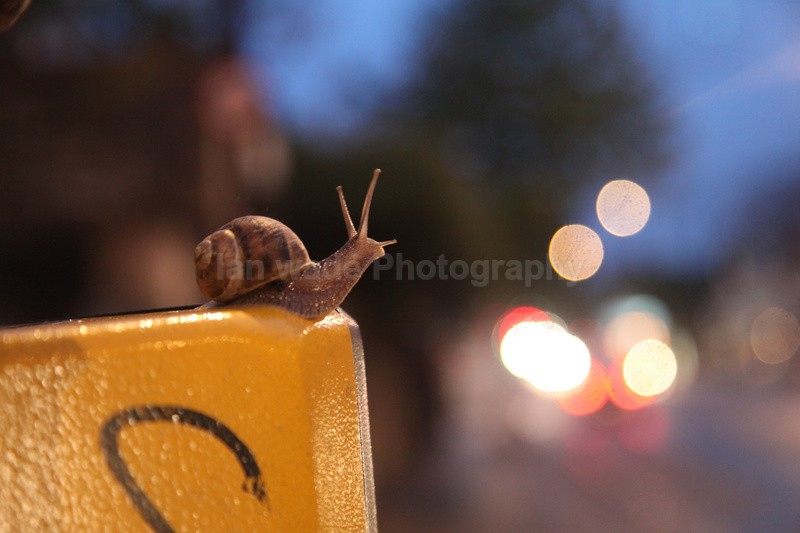 Common Garden Snail in a Bristol street at night - Urban Snail photography - Bristol