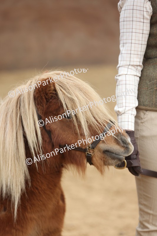 20251109-0334 - Class 13 - Mares 4 Years and Over