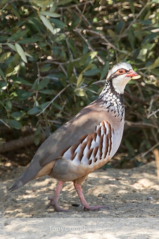 Red-legged Partridge - Spain  2016