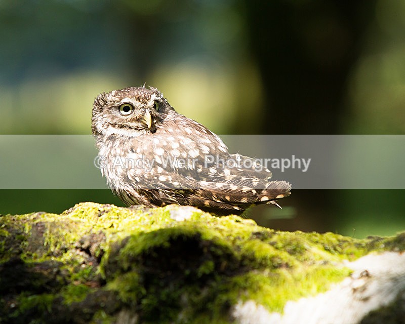 20140705-_MG_6132 - Captive Birds