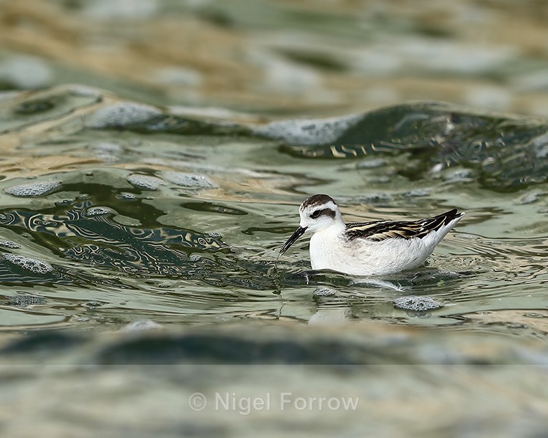 Red-necked Phalarope (juvenile) feeding, Farmoor - Red-necked Phalarope