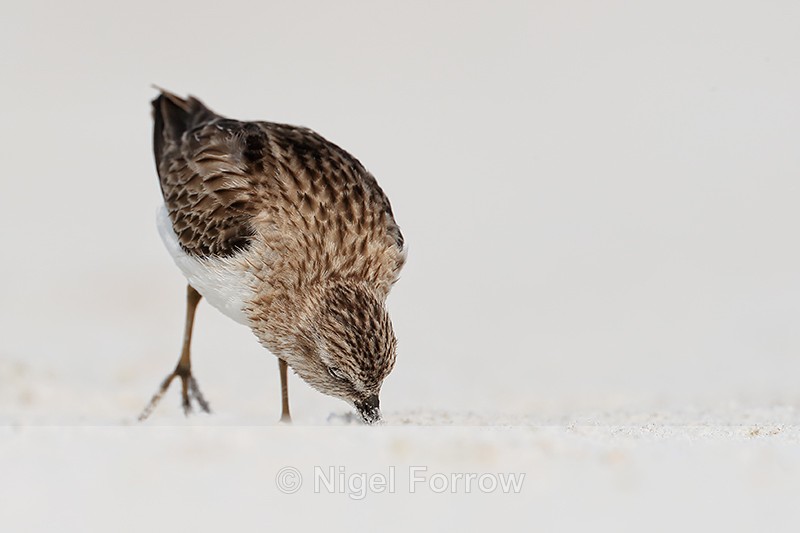 Least Sandpiper probes sand, Florida - Least Sandpiper