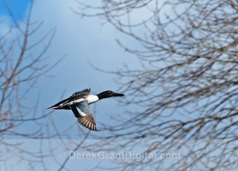 Fast Go the Wings - Birds of Atlantic Canada