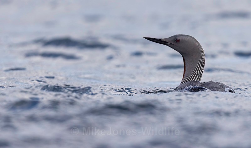RED THROATED DIVER 40 - NEW...RED THROATED DIVERS(LOONS)