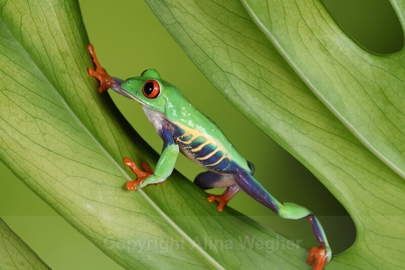 Red Eyed Tree Frog in Leaf - Red Eyed Tree Frog