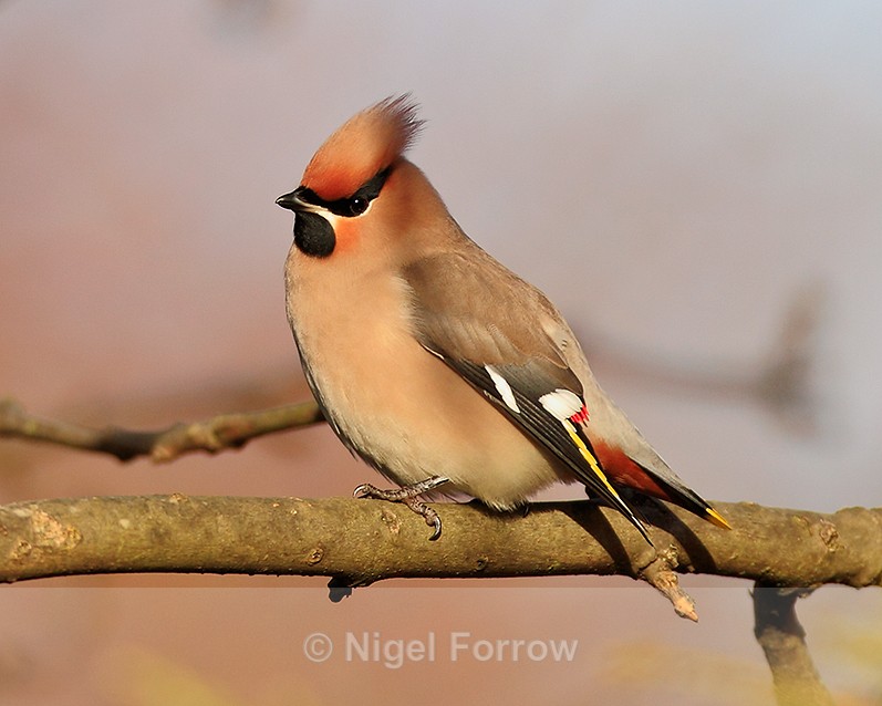 Waxwing perched in a tree at Bletchley - Waxwing