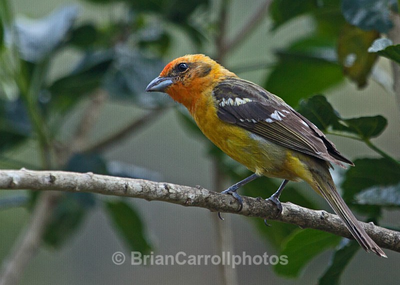 IMG_4274 Baltimore Oriole, Costa Rica - Costa Rican Wildlife