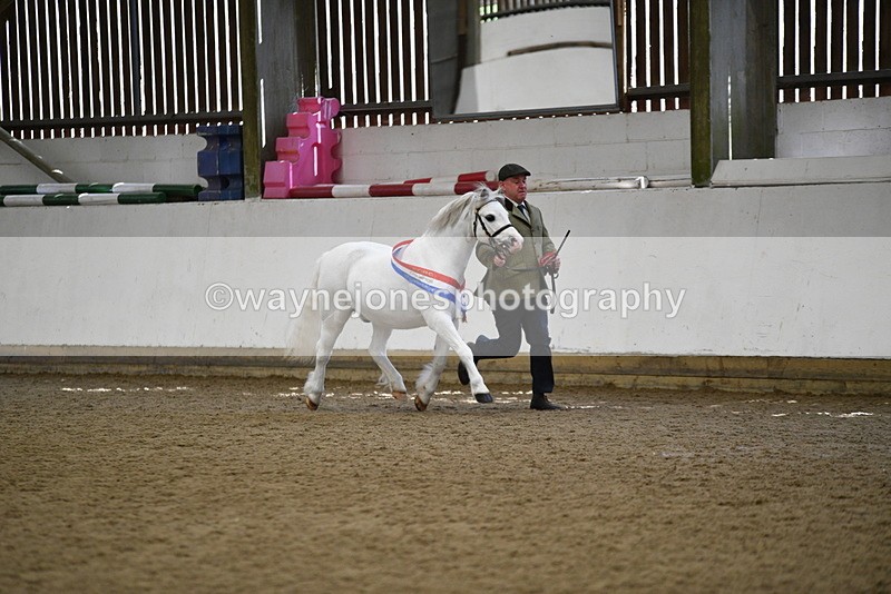 WJ5_5854 - Morning in hand Championship