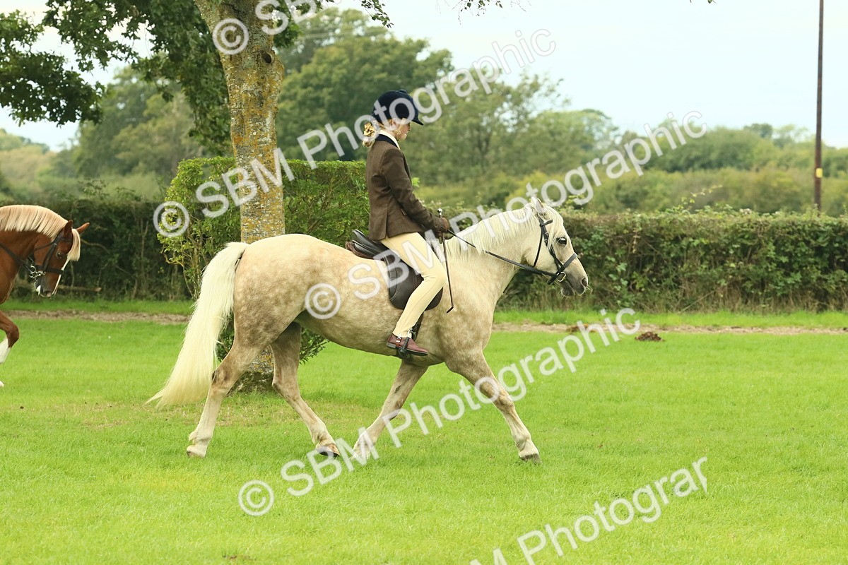 SBM_71829 - S60 - Mountain & Moorland Ridden Large Breeds