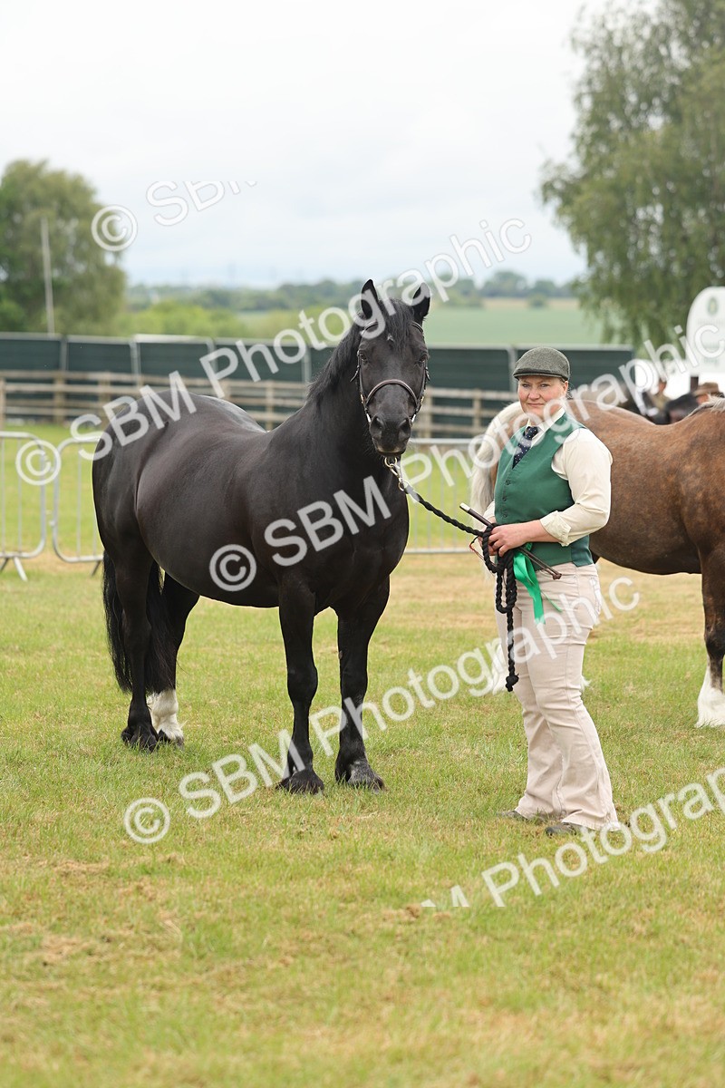 SBM_04949 - Class 50-57 - M&M Welsh Pony In Hand
