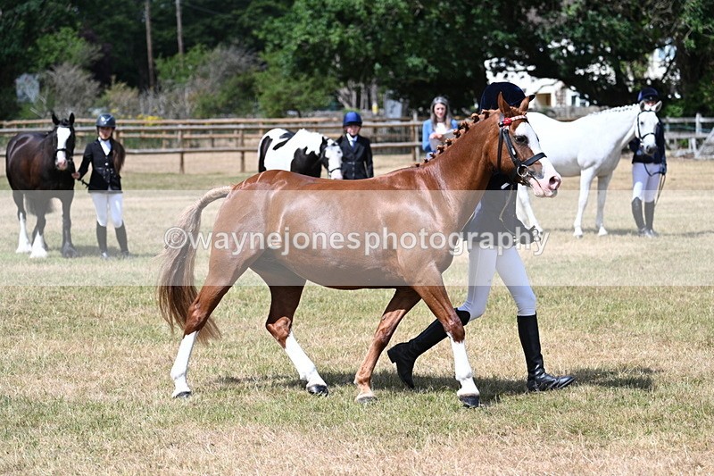 WJ7_1577 - Class 4 Prettiest Mare up to 14.2hh in hand