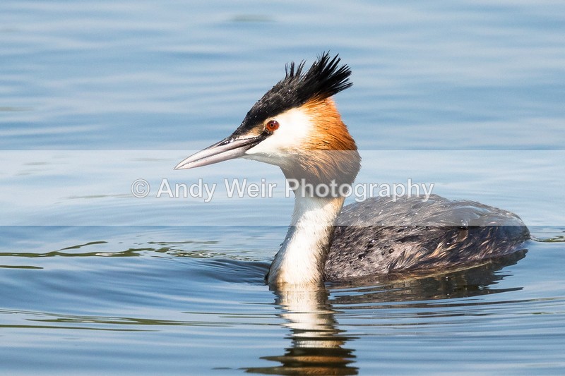 20160512-8E0A4847 - Gt. Crested & Little Grebes