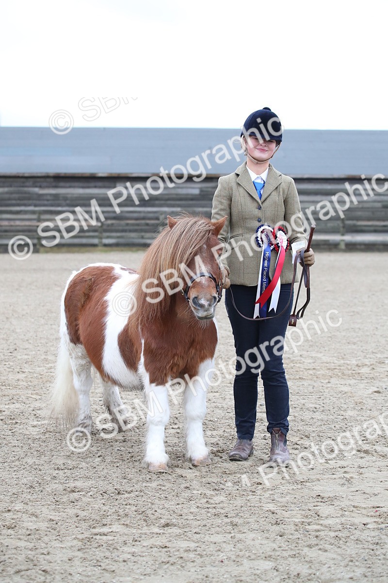 SBM_003943 - Class 1-4 - Young Stock classes Inc. In Hand Championship