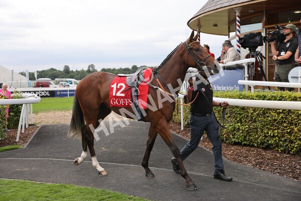 yr18082022r2-4 - Race 2 2.25pm Goffs UK Harry Beeby Premier Yearling Stakes